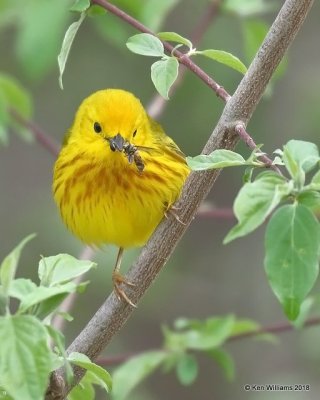 Yellow Warbler male, Magee Marsh, OH, 5-13-18, Jza_78101.jpg