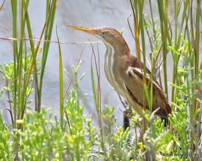 Least Bittern, S. Padre Island, TX, 4-24-18, Jza_74168.jpg