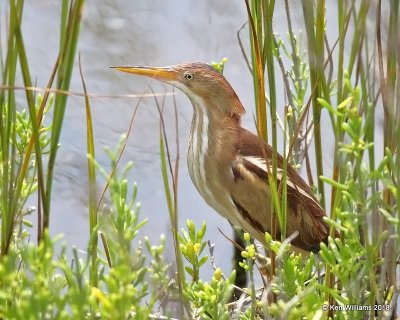 Least Bittern, S. Padre Island, TX, 4-24-18, Jza_74213.jpg