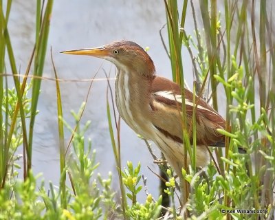 Least Bittern, S. Padre Island, TX, 4-24-18, Jza_74224.jpg