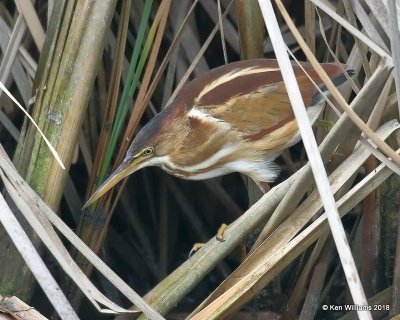 Least Bittern, S. Padre Island, TX, 4-27-18, Jza_77095.jpg