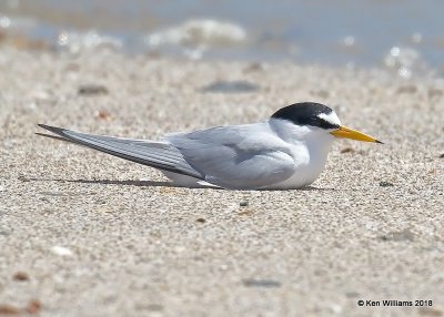 Least Tern, Bolivar Flats, TX, 4-17-18, Jza_65454.jpg