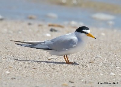 Least Tern, Bolivar Flats, TX, 4-17-18, Jza_65459.jpg