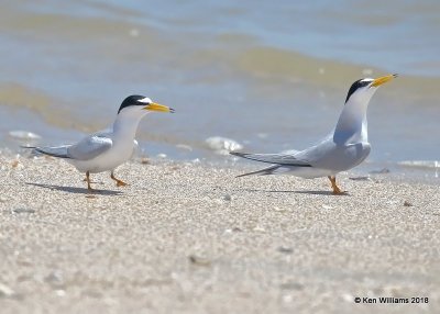 Least Terns, Bolivar Flats, TX, 4-17-18, Jza_65476.jpg
