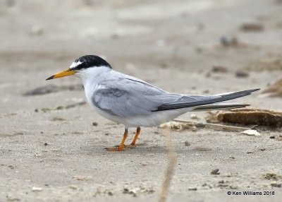 Least Tern, Bolivar Flats, TX, 4-20-18, Jza_68325.jpg