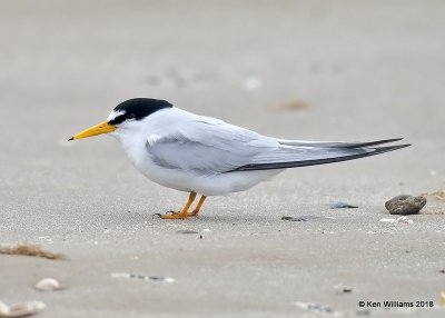 Least Tern, Bolivar Flats, TX, 4-20-18, Jza_68372.jpg