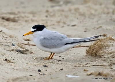Least Tern, Bolivar Flats, TX, 4-20-18, Jza_68375.jpg