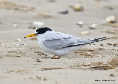 Least Tern, Bolivar Flats, TX, 4-20-18, Jza_68381.jpg