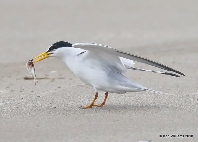 Least Tern, Bolivar Flats, TX, 4-20-18, Jza_68443.jpg