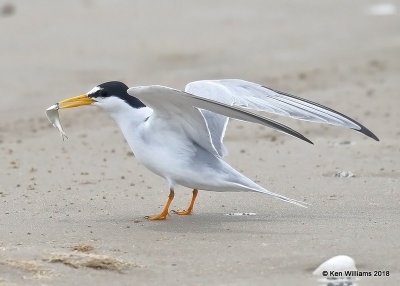 Least Tern, Bolivar Flats, TX, 4-20-18, Jza_68472.jpg