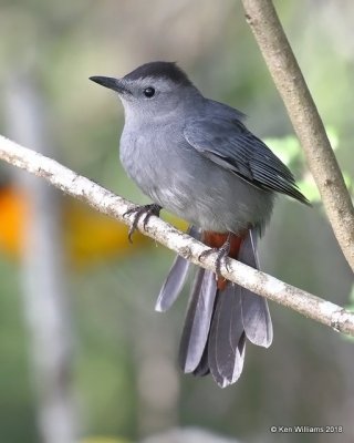 :Catbird: