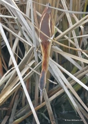 Least Bittern, S. Padre Island, TX, 4-27-18, Jza_77080.jpg