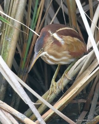 Least Bittern, S. Padre Island, TX, 4-27-18, Jza_77103.jpg