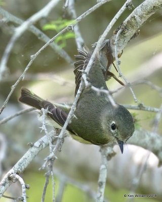 Ruby-crowned Kinglet, S. Padre Island, TX, 4-23-18, Jza_72447.jpg