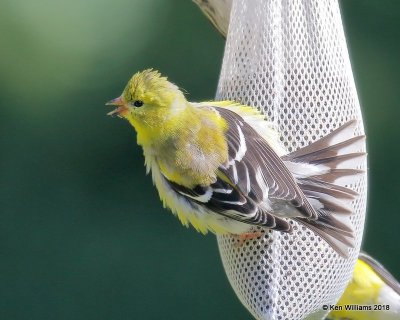 American Goldfinch female, Rogers Co yard, OK, 5-7-18, Jza_23175.jpg