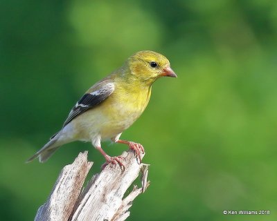 American Goldfinch female, Rogers Co yard, OK, 5-6-18, Jza_22945.jpg