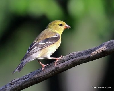 American Goldfinch female, Rogers Co yard, OK, 5-6-18, Jza_22981.jpg