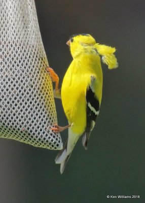 American Goldfinch male, Rogers Co yard, OK, 5-9-18, Jza_23257.jpg