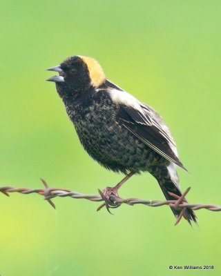 Bobolink male, Wagoner Co, OK, 5-4-18, Jza_21928.jpg