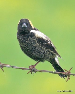 Bobolink male, Wagoner Co, OK, 5-4-18, Jza_21950.jpg