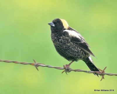 Bobolink male, Wagoner Co, OK, 5-4-18, Jza_21953.jpg
