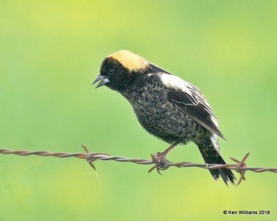 Bobolink male, Wagoner Co, OK, 5-4-18, Jza_21981.jpg