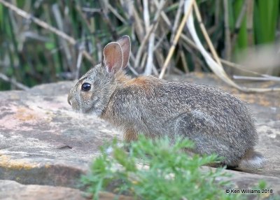 Eastern Cottontail, Rogers Co yard, OK, 5-6-18, Jza_22979.jpg