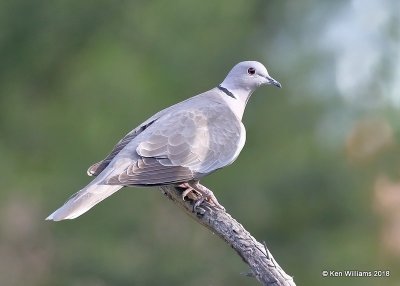 Eurasian Collared Dove, Rogers Co yard, OK, 5-6-18, Jza_22960.jpg