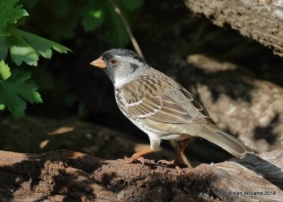 Harris's Sparrow breeding plumage, Rogers Co yard, OK, 5-5-18, Jza_22940.jpg