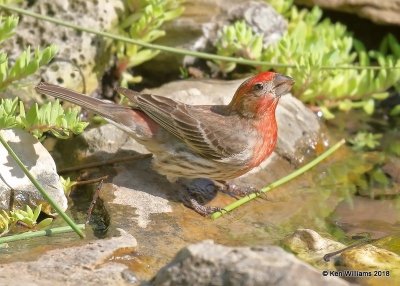 House Finch male, Rogers Co yard, OK, 5-7-18, Jza_23185.jpg