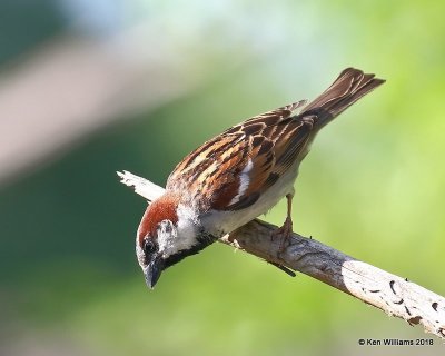 House Sparrow male, Rogers Co yard, OK, 5-5-18, Jza_22944.jpg