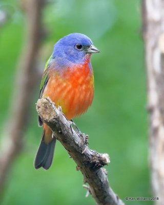 Painted Bunting male, Rogers Co, OK, 5-30-18, Jza_23480.jpg
