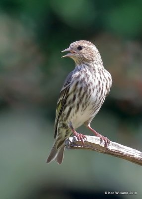 Pine Siskin, Rogers Co yard, OK, 5-7-18, Jza_23132.jpg