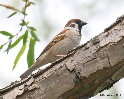 Eurasian Tree Sparrow, Horseshoe Lake, IL, 5-12-18, Jza_77572.jpg