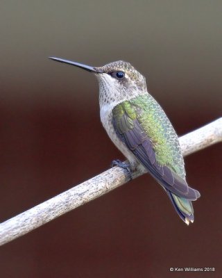 Black-chinned Hummingbird female, Carter Co, OK, 7-27-18, Jta_24487.jpg