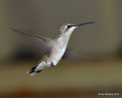 Black-chinned Hummingbird female, Carter Co, OK, 7-27-18, Jta_24675.jpg