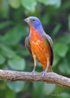 Painted Bunting male, Rogers Co yard, OK, 7-25-18, Jta_24466.jpg