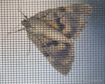 Penitent Underwing Moth, Rogers Co yard, OK, 8-1-18, Jp_24693.jpg