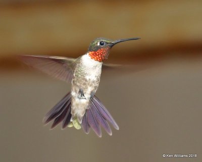 Ruby-throated Hummingbird male, Carter Co, OK, 7-27-18, Jta_24589.jpg