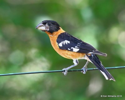 Black-headed Grosbeak