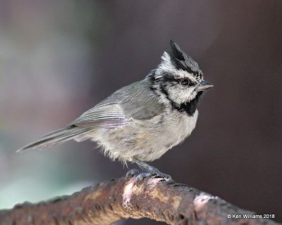 Bridled Titmouse