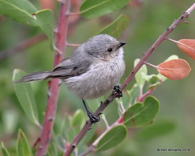 Bushtit, Carr Canyon, AZ, 8-22-18, Jpa_82979.jpg