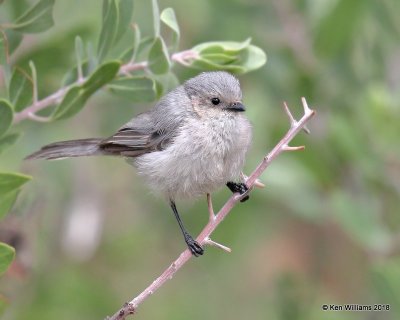 Bushtit, Carr Canyon, AZ, 8-22-18, Jpa_82981.jpg