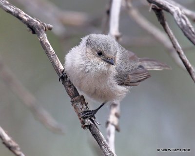 Bushtit, Carr Canyon, AZ, 8-22-18, Jpa_83004.jpg