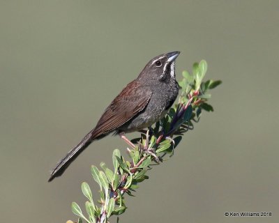 :Five-striped Sparrow:
