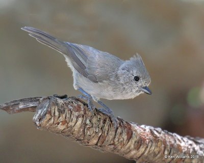 Juniper Titmouse, Paradise, AZ, 8-19-18, Jpa_1495.jpg