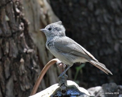 Juniper Titmouse, Paradise, AZ, 8-19-18, Jpa_1636.jpg