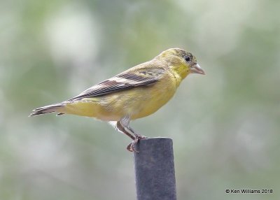 Lesser Goldfinch 1st year male, Western subspecies, Ash Canyon, AZ, 8-23-18, Jpa_84047.jpg