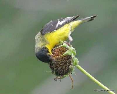 Lesser Goldfinch male, Western subspecies, Patagonia, AZ, 8-25-18, Jpa_85282.jpg