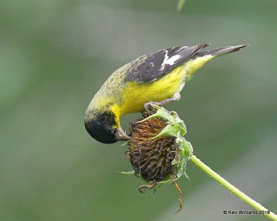 Lesser Goldfinch male, Western subspecies, Patagonia, AZ, 8-25-18, Jpa_85303.jpg